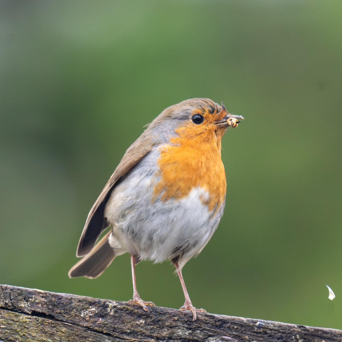 Photography by Chris Allington